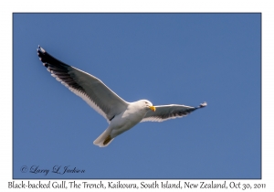 Black-backed Gull