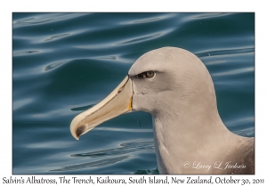 Salvin's Albatross