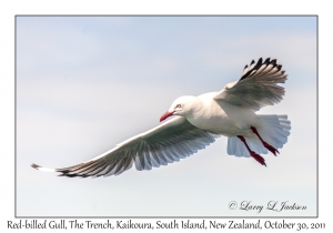 Red-billed Gull