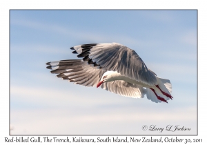 Red-billed Gull