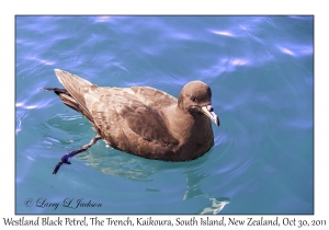 Westland Black Petrel