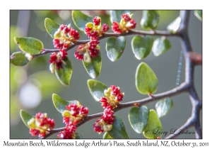 Mountain Beech flowers