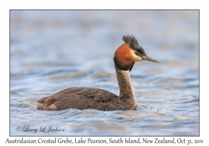 Australasian Crested Grebe