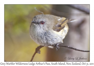 Grey Warbler