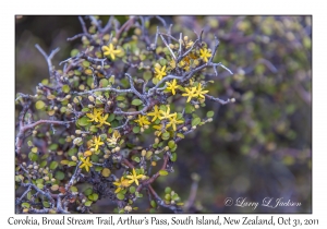 Corokia