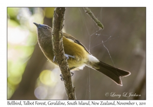 Bellbird