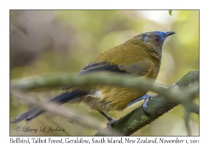 Bellbird