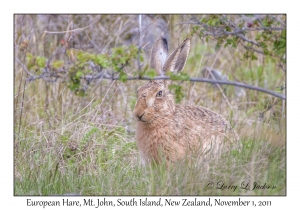 European Hare