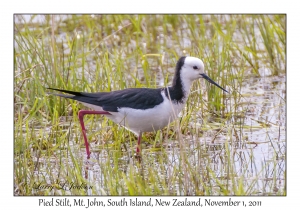 Pied Stilt