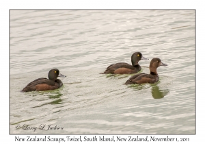 New Zealand Scaups