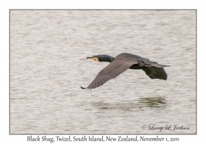 Black Shag