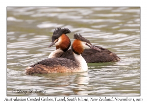 Australasian Crested Grebes