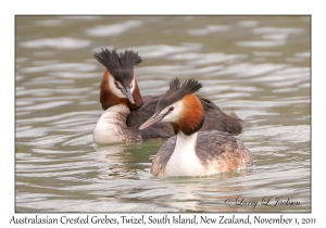 Australasian Crested Grebes