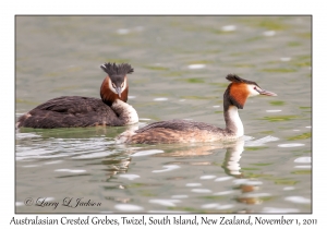 Australasian Crested Grebes