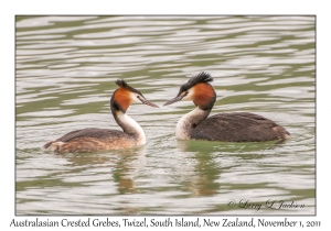 Australasian Crested Grebes