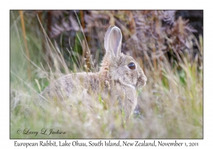 European Rabbit