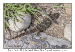 Forest Gecko