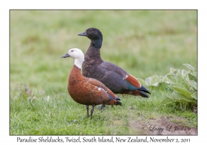 Paradise Shelducks