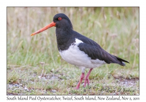 South Island Pied Oystercatcher