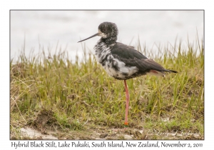 Hybrid Black Stilt