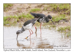 Hybrid Black Stilts