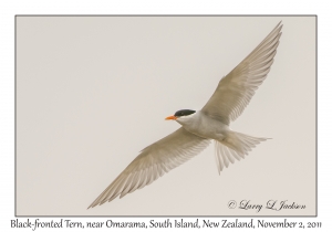 Black-fronted Tern