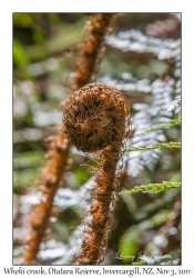 Prickly Shield Fern crook