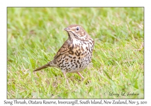 Song Thrush