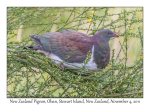 New Zealand Pigeon