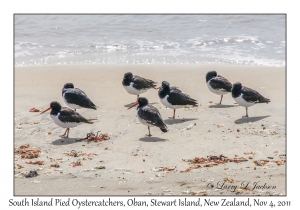 South Island Pied Oystercatchers