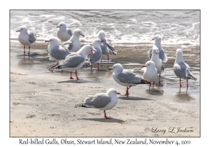 Red-billed Gulls