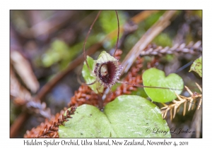 Hidden Spider Orchid