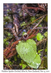 Hidden Spider Orchid