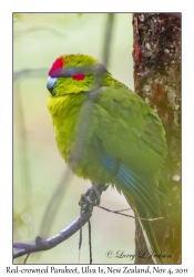 Red-crowned Parakeet