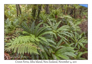 Crown Ferns