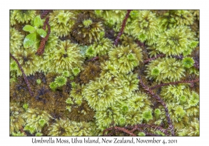 Umbrella Moss