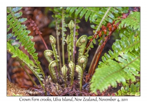 Crown Fern crooks