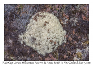 Pixie Cup Lichen