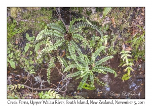 Creek Ferns