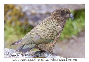 Kea