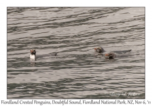 Fiordland Crested Penquins