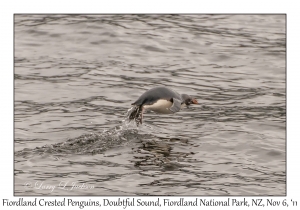 Fiordland Crested Penquin