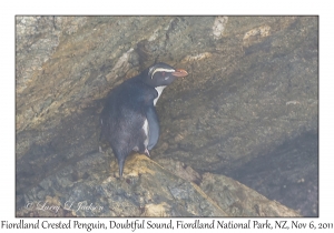 Fiordland Crested Penquin