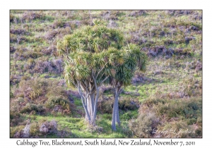 Cabbage Tree