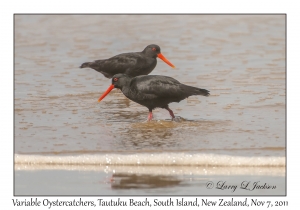 Variable Oystercatchers