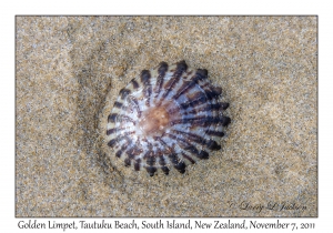 Golden Limpet