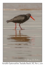 Variable Oystercatcher