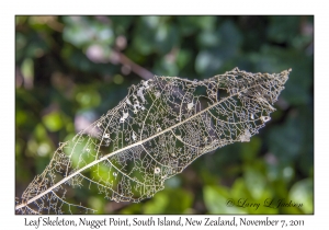 Leaf Skeleton