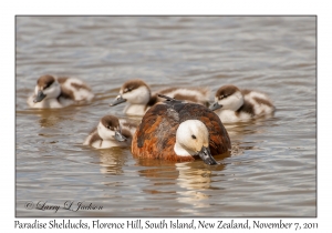 Paradise Shelducks