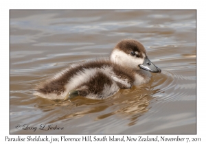 Paradise Shelduck